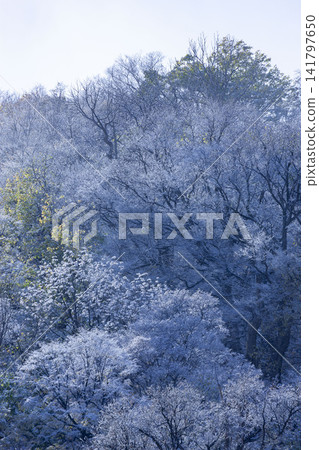A winter forest landscape in Hokkaido, covered in frost-covered trees. A winter forest landscape in Hokkaido, covered in frost-covered trees. 141797650