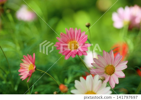 Cute marguerite flowers 141797697