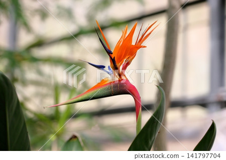 Vibrant Bird of Paradise Vibrant Bird of Paradise 141797704