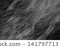 Black soft wool pattern texture abstract dark fluffy fur background structure backdrop 141797713