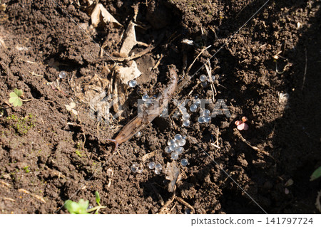 Slugs and eggs moving across the soil (May) Slugs and eggs moving across the soil (May) 141797724