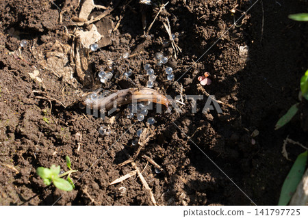 Slugs and eggs moving across the soil (May) Slugs and eggs moving across the soil (May) 141797725