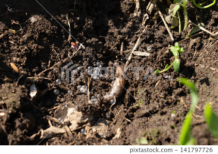 Slugs and eggs moving across the soil (May) Slugs and eggs moving across the soil (May) 141797726