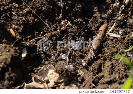 Slugs and eggs moving across the soil (May) Slugs and eggs moving across the soil (May) 141797727