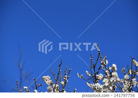 Plum blossoms instantly dispel the cold and gloomy image of winter. Plum blossoms instantly dispel the cold and gloomy image of winter. 141797756