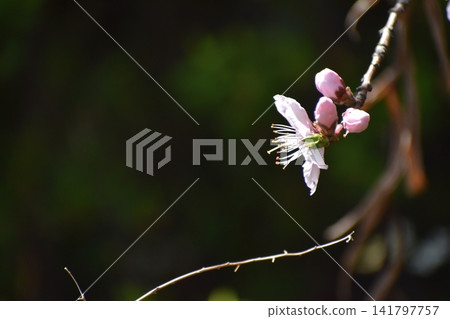 Plum blossoms instantly dispel the cold and gloomy image of winter. Plum blossoms instantly dispel the cold and gloomy image of winter. 141797757