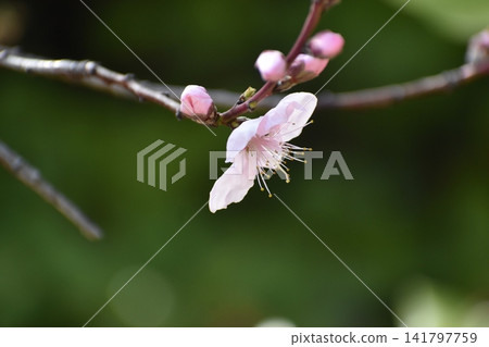 Plum blossoms instantly dispel the cold and gloomy image of winter. Plum blossoms instantly dispel the cold and gloomy image of winter. 141797759