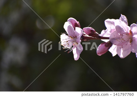 梅花瞬間驅散了冬天的寒冷和陰鬱。 梅花瞬間驅散了冬天的寒冷和陰鬱。 141797760