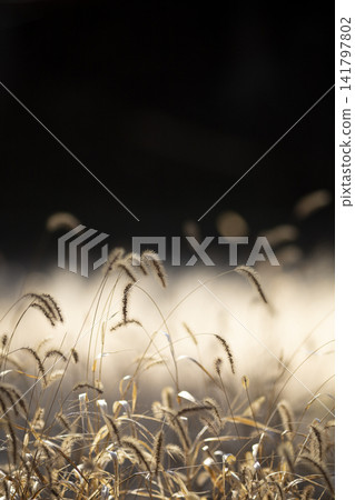 A field of foxtail grass swaying in the autumn breeze. A field of foxtail grass swaying in the autumn breeze. 141797802