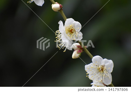 Plum blossoms instantly dispel the cold and gloomy image of winter. Plum blossoms instantly dispel the cold and gloomy image of winter. 141797806