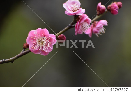 Plum blossoms instantly dispel the cold and gloomy image of winter. Plum blossoms instantly dispel the cold and gloomy image of winter. 141797807