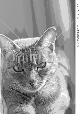 sketch style cat cat cat kijitora gray female female female cat female cat healthy pretty healing sketch style cat cat cat kijitora gray female female female cat female cat healthy pretty healing 141797836
