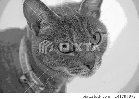 素描 風格 貓 貓 貓 kijitora 灰色 女 女 母貓 母貓 健康 漂亮 癒合 素描 風格 貓 貓 貓 kijitora 灰色 女 女 母貓 母貓 健康 漂亮 癒合 141797972