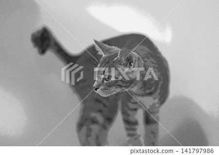 素描 風格 貓 貓 貓 kijitora 灰色 女 女 母貓 母貓 健康 漂亮 癒合 141797986