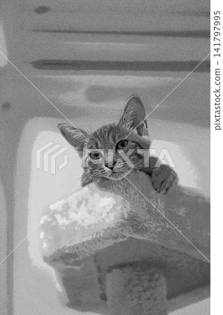 sketch style cat cat cat kijitora gray female female female cat female cat healthy pretty healing sketch style cat cat cat kijitora gray female female female cat female cat healthy pretty healing 141797995