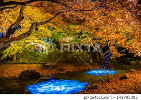 Autumn foliage illumination at Rikugien Garden in Tokyo Autumn foliage illumination at Rikugien Garden in Tokyo 141798098
