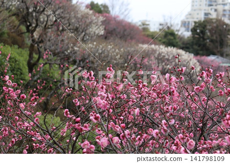 Scenery of Ikegami Plum Garden in early spring Scenery of Ikegami Plum Garden in early spring 141798109