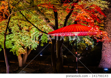 東京六義園的秋葉燈光秀 東京六義園的秋葉燈光秀 141798143