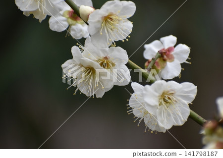 Plum blossoms instantly dispel the cold and gloomy image of winter. Plum blossoms instantly dispel the cold and gloomy image of winter. 141798187