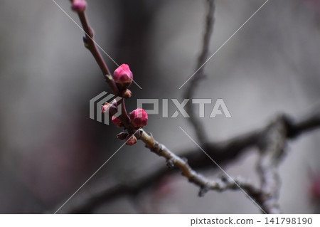 Plum blossoms instantly dispel the cold and gloomy image of winter. Plum blossoms instantly dispel the cold and gloomy image of winter. 141798190