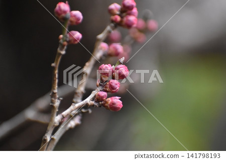 Plum blossoms instantly dispel the cold and gloomy image of winter. Plum blossoms instantly dispel the cold and gloomy image of winter. 141798193