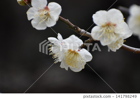 Plum blossoms instantly dispel the cold and gloomy image of winter. Plum blossoms instantly dispel the cold and gloomy image of winter. 141798249