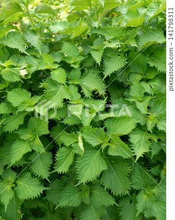 Cultivation of perilla Cultivation of perilla 141798311