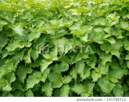 Cultivation of perilla Cultivation of perilla 141798312