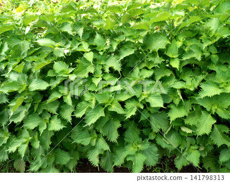 Cultivation of perilla Cultivation of perilla 141798313