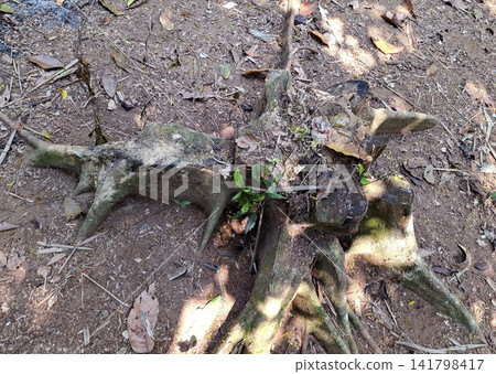 Weathered Tree Stump and Exposed Roots on Forest Ground with Dappled Sunlight 141798417