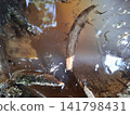 Stagnant water teeming with mosquito larvae and adult insect, a close-up view of insect breeding 141798431