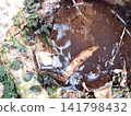 Mosquito larvae thriving in stagnant tree cavity water green algae and decaying wood 141798432