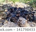 Burnt bamboo stumps and charred debris in tropical forest after controlled burning 141798433