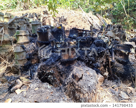 Burnt bamboo stumps and charred debris in tropical forest after controlled burning Burnt bamboo stumps and charred debris in tropical forest after controlled burning 141798433