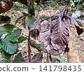 Dying and Healthy Plant Leaves Contrasting Textures in a Natural Forest Habitat 141798435