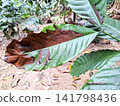 Diseased Coffee Plant Leaf Showing Brown Discoloration and Decay in Natural Setting 141798436