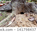 Wildlife burrow entrance nestled in textured tree stump and forest floor 141798437