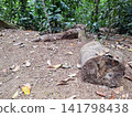 Jungle floor with a large cut log and tree stump amidst dense green foliage 141798438