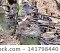 Vibrant green bamboo shoot emerges from earthy ground amidst old forest debris 141798440