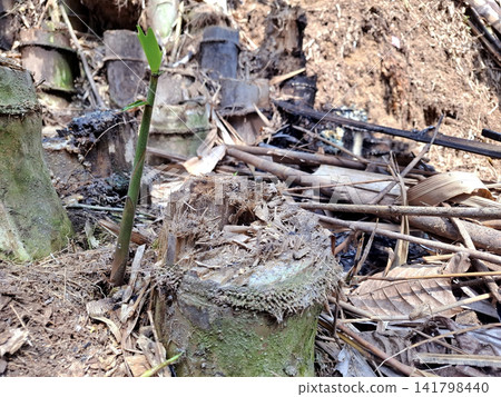 Vibrant green bamboo shoot emerges from earthy ground amidst old forest debris Vibrant green bamboo shoot emerges from earthy ground amidst old forest debris 141798440