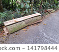 Recently Felled Timber Logs and Rough Wood Planks Resting Beside a Forest Path 141798444