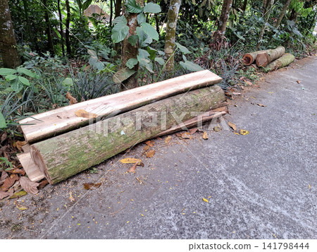 Recently Felled Timber Logs and Rough Wood Planks Resting Beside a Forest Path Recently Felled Timber Logs and Rough Wood Planks Resting Beside a Forest Path 141798444