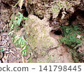 Textured Earth Wall with Green Moss and Natural Underground Burrows 141798445