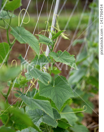 Cucumber seedlings extending their vines onto a net Cucumber seedlings extending their vines onto a net 141798454