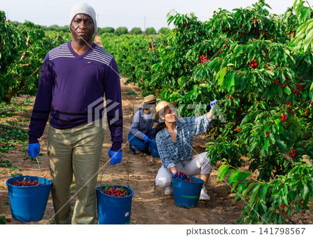 Group of focused farm workers harvesting organic cherry Group of focused farm workers harvesting organic cherry 141798567