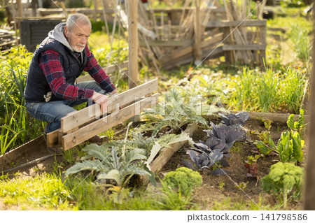 Elderly man building fence in garden Elderly man building fence in garden 141798586