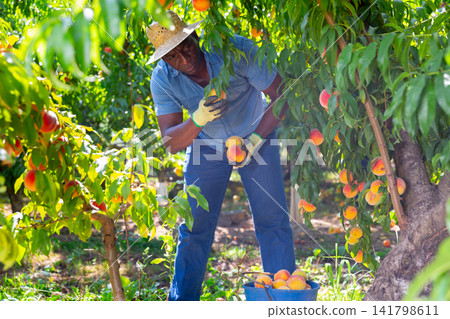 African american farm worker harvesting ripe peaches in garden 141798611