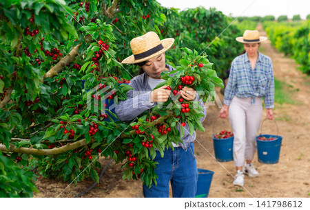 Woman gardener picking sweet cherry at orchard Woman gardener picking sweet cherry at orchard 141798612