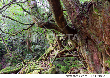 Yakushima Shiratani Unsuikyo Gorge: A moss-covered forest where gods reside (Summer) Yakushima Shiratani Unsuikyo Gorge: A moss-covered forest where gods reside (Summer) 141798643