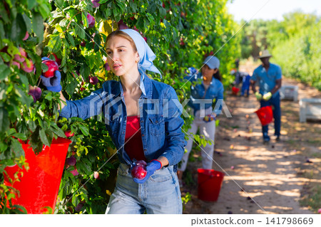 Focused female farmer plucks ripe plums from a tree Focused female farmer plucks ripe plums from a tree 141798669